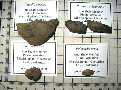 Mississippi muschel weichtier - muschel,