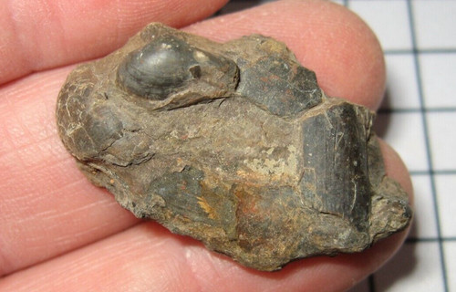 Mississippi muschel fossil imo - mississippi,