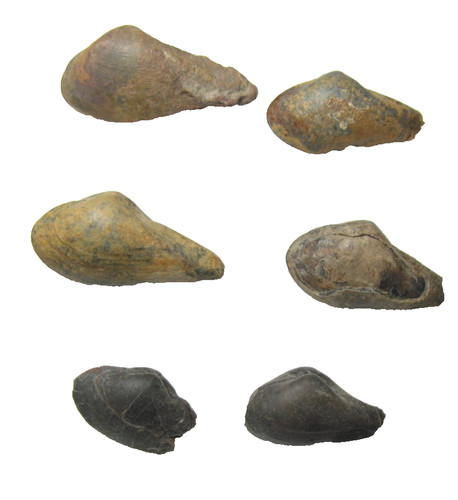 Mississippi muschel fossil - fossil, imo