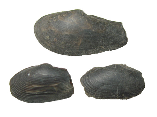 Mississippi muschel fossil imo - mississippi,